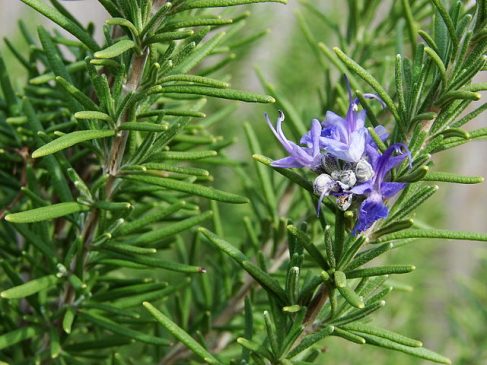 aromatherapy Rosemary oil