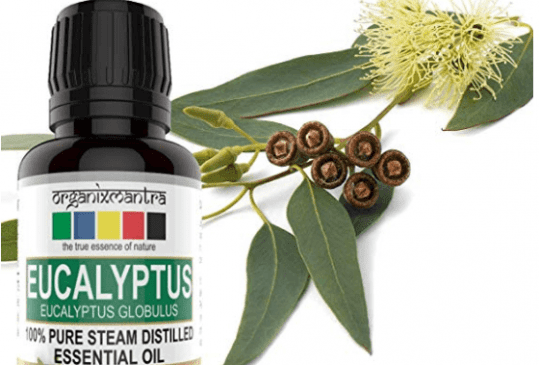 aromatherapy eucalyptus oil