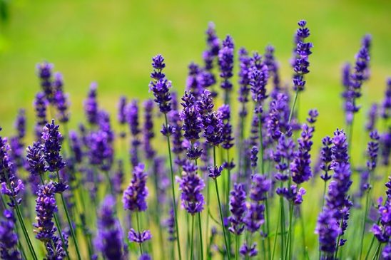 aromatherapy lavender oil 