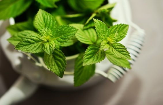 aromatherapy peppermint oil