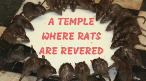 Rats in Karni Mata Temple Bikaner