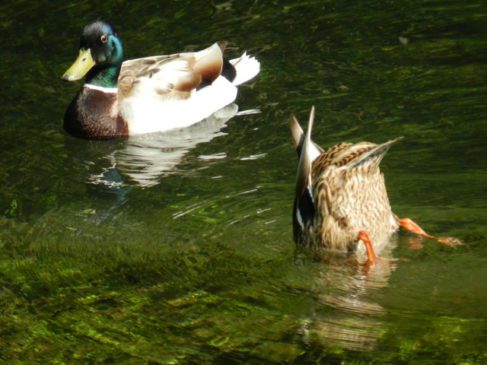 duck phobia strange weird unusual