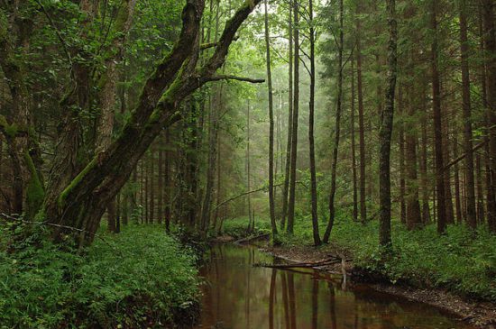 forests phobia weird strange unusual