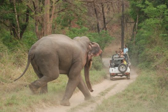 Best safari parks in India