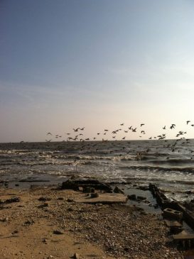 sewri jetty mumbai