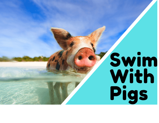 Swim With Pigs
