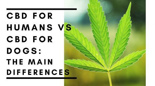 CBD for Humans vs. CBD for Dogs: The Main Differences