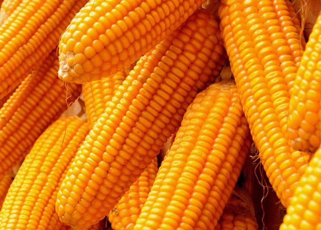 maize corn 1556195348 4873738