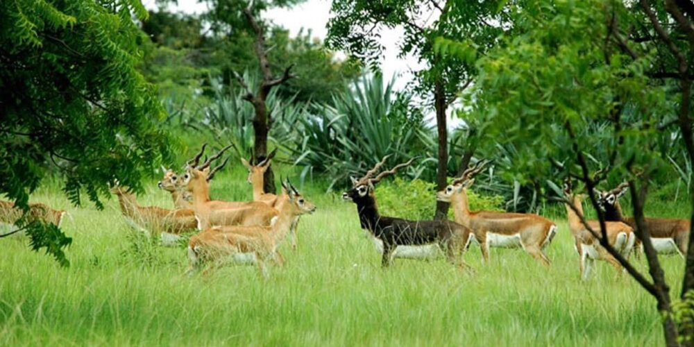machiya safari park jodhpur entry fee timings holidays reviews header
