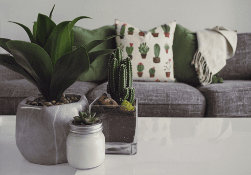 Plants in Bedroom | Home Decor Can Impact Your Mental Well Being