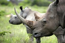 It is rhino horn